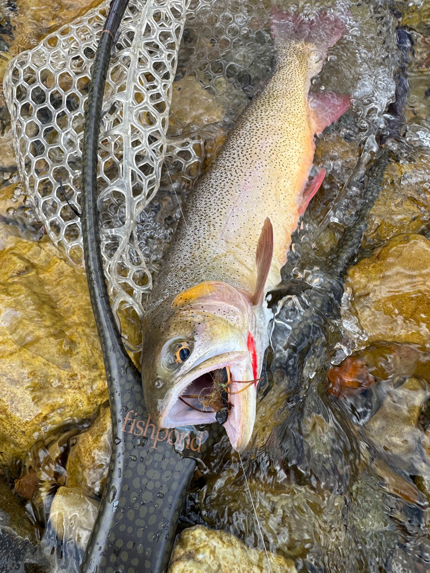 12 Pack of Flies - Rocky Mountain Edition